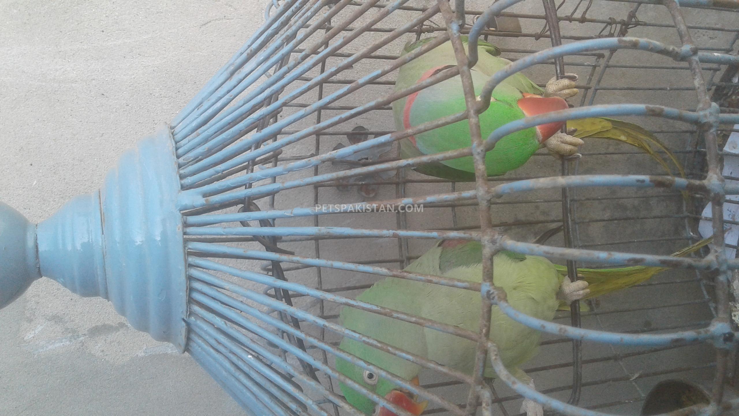 Pets Pakistan 1 pair phari raw Parrot