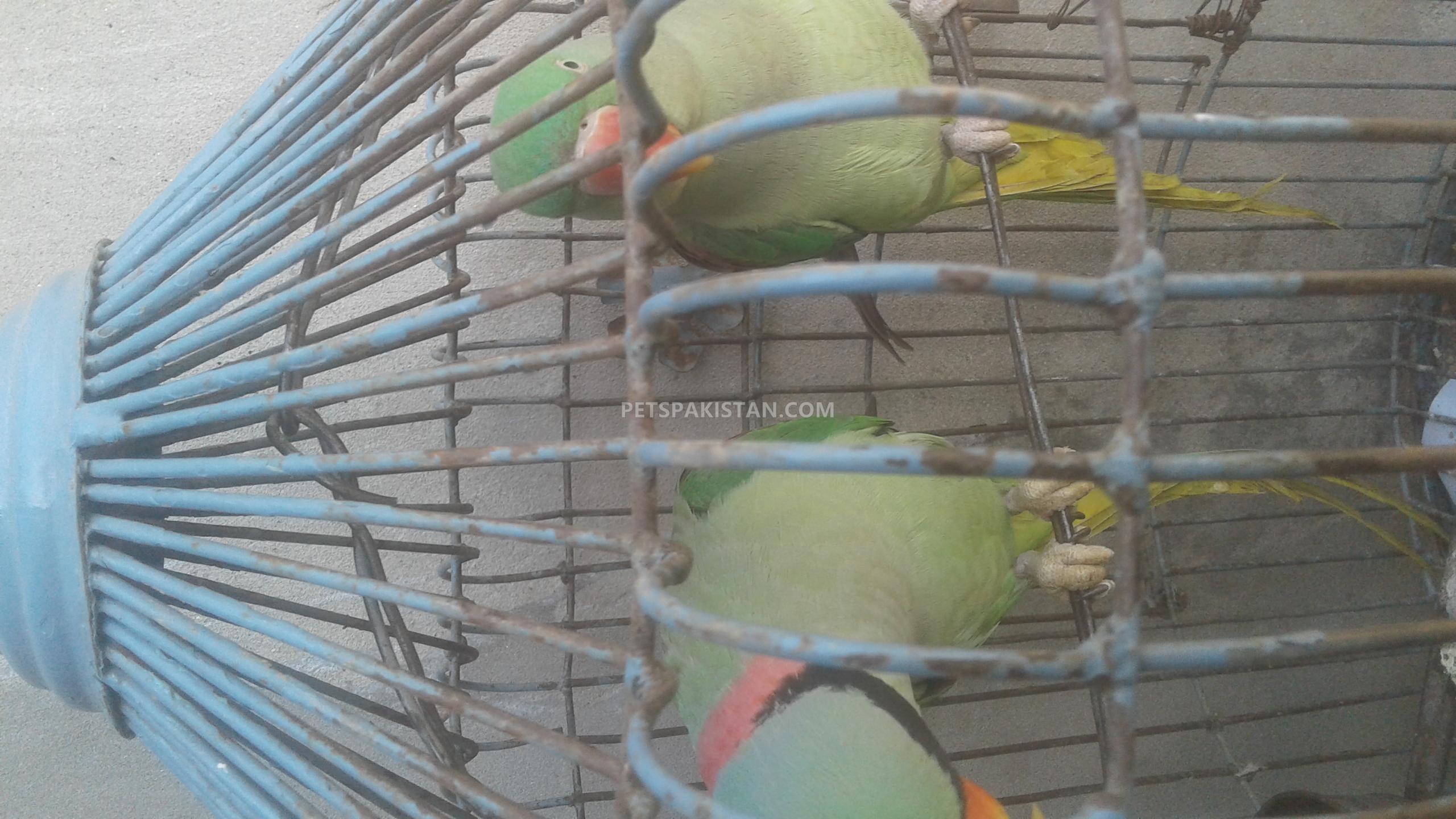 Pets Pakistan 1 pair phari raw Parrot