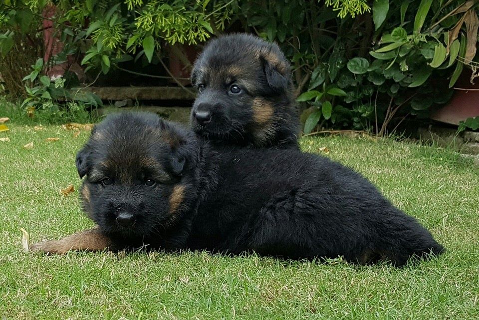 Pets Pakistan GSD Original Puppies, adult Male and Female Short Coat