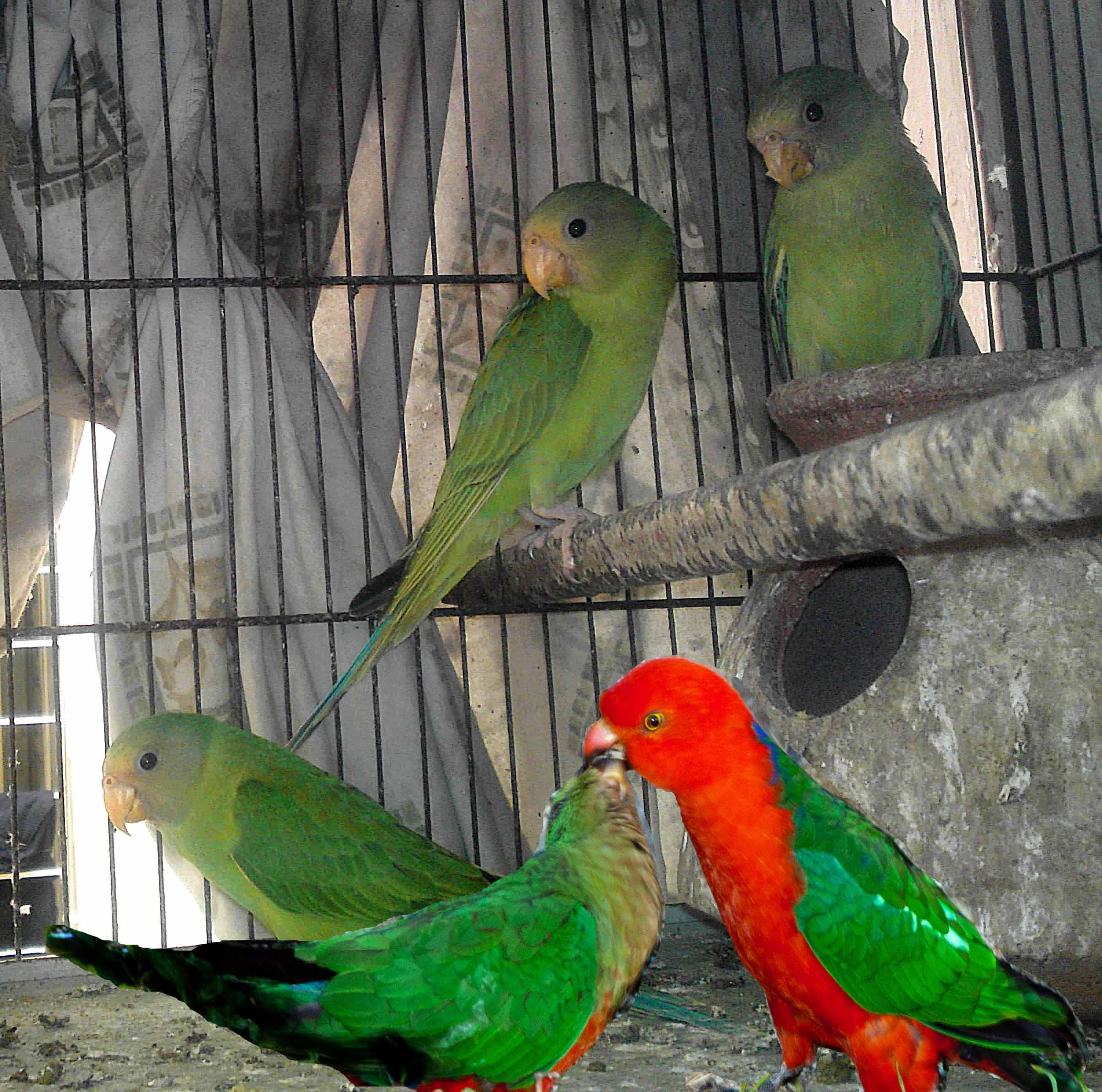 Pets Pakistan king parrot