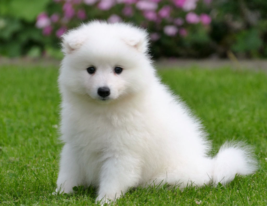 Pets Pakistan Japanese Spitz Puppies