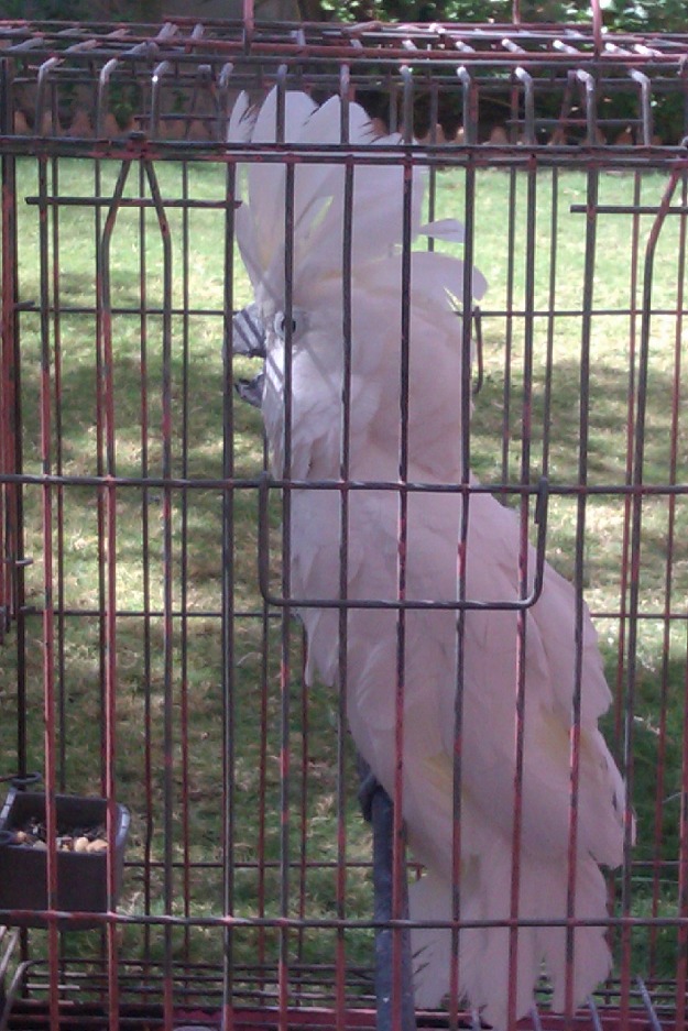 Pets Pakistan CockatooWhite Crested