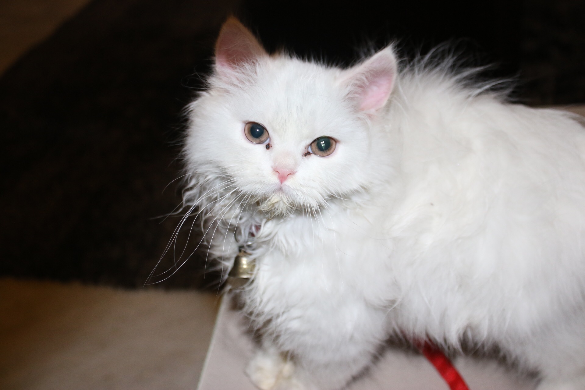 Pets Pakistan Persian kitten white