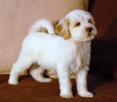 38 Best Photos Tibetan Terrier Puppies For Sale - 2 beautiful Tibetan Terrier puppies for Sale. | Chelmsford ...