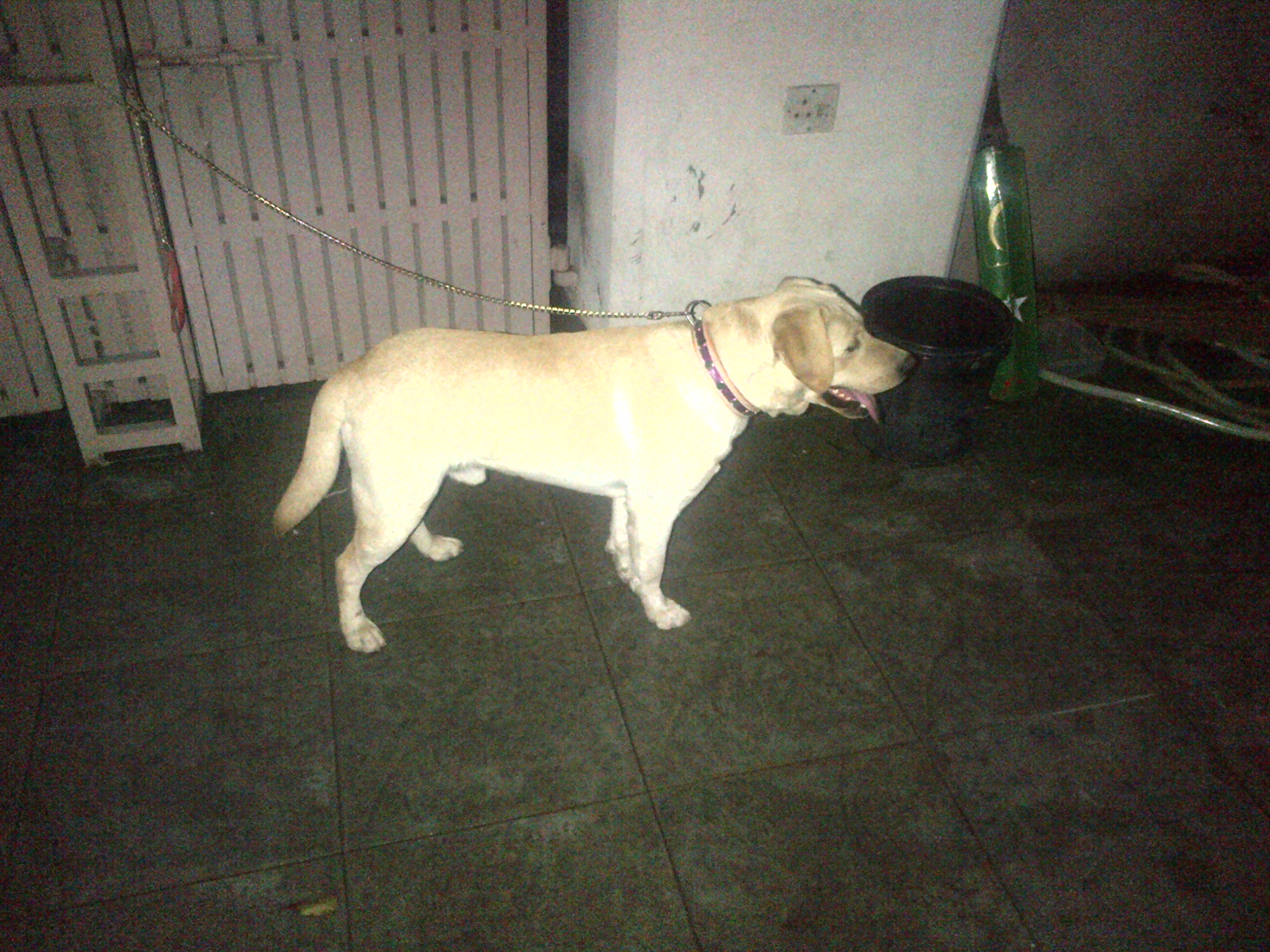 Pets Pakistan 15 months old Labrador pair for sale plus one female