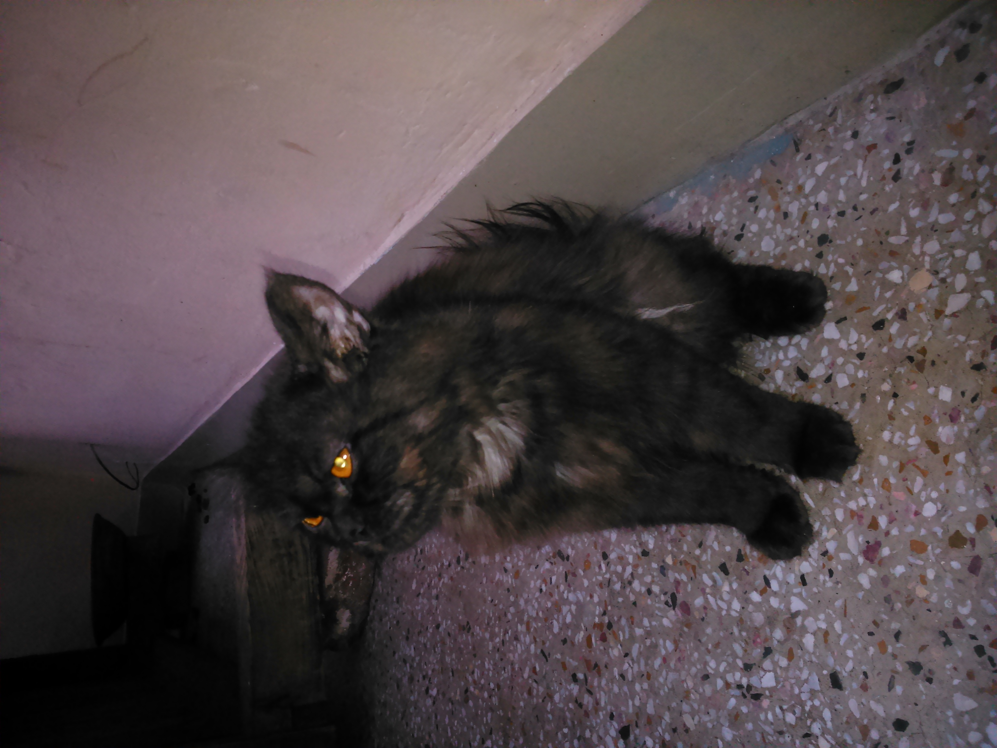 Pets Pakistan Grey black Persian cat