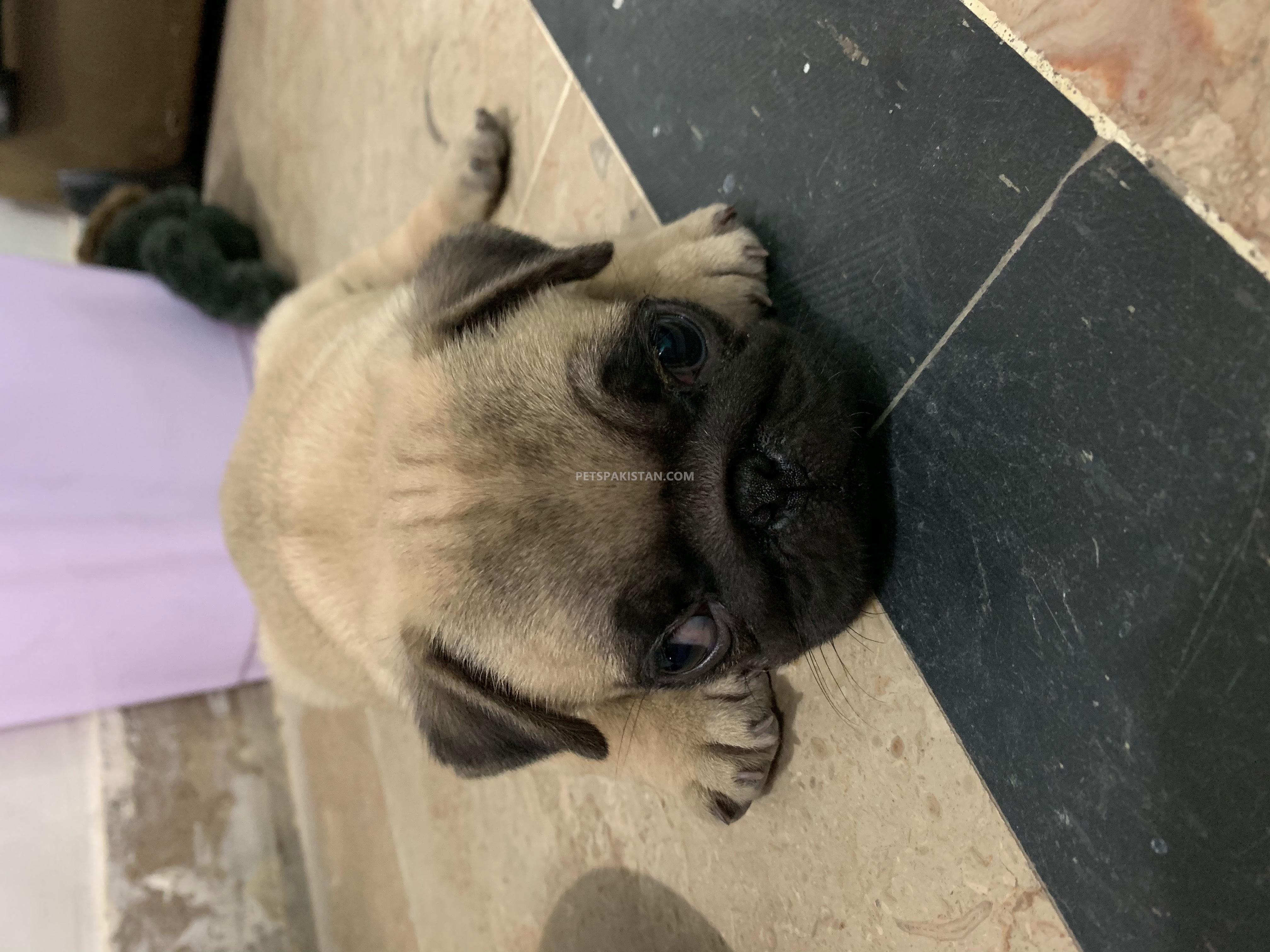 Pets Pakistan Pug