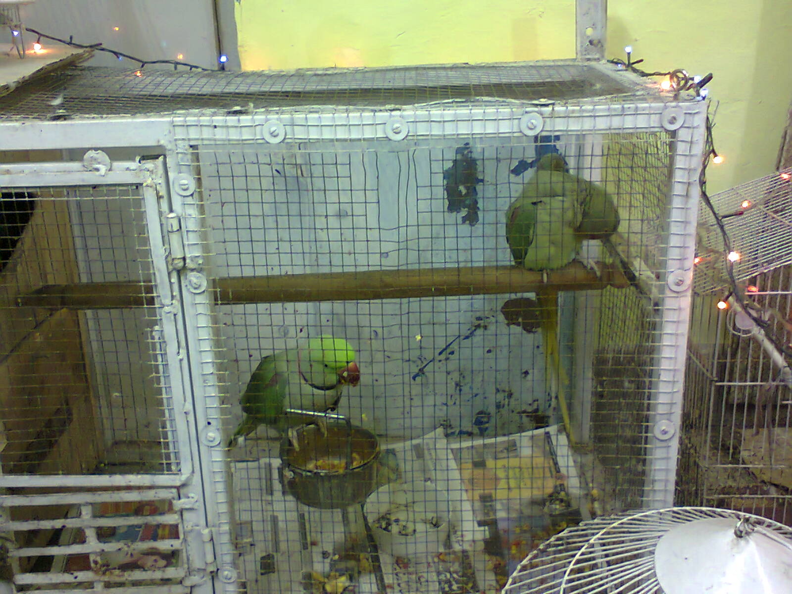 Pets Pakistan raw parrot