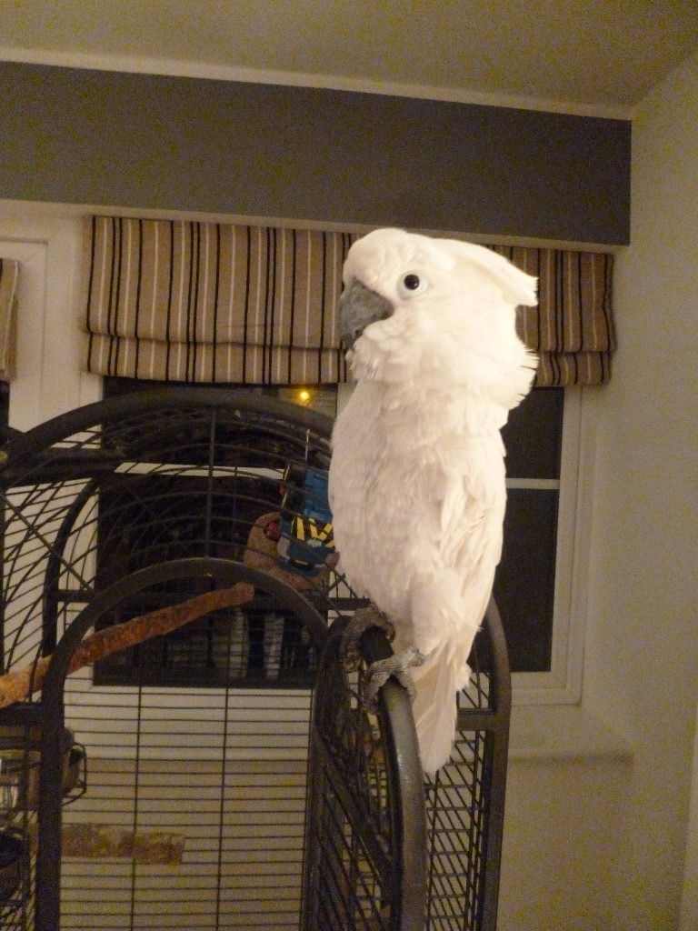 Pets Pakistan - BUEATIFUL UMBRELLA COCKATOO PARROT FOR SALE