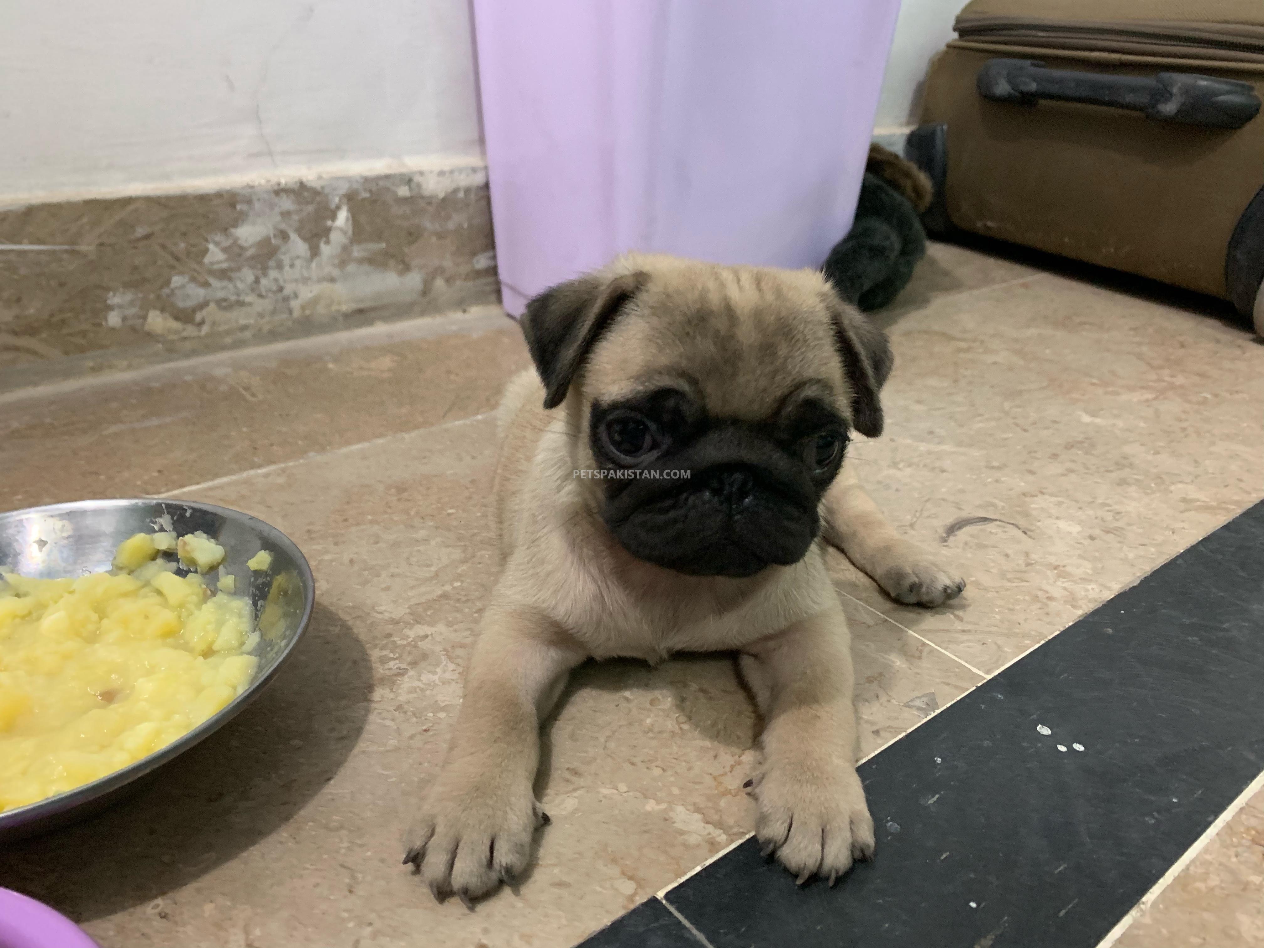 Pets Pakistan Pug