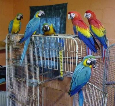 Pets Pakistan - Parrots, African Grey, Cokatoos, Exotic bird and fertile  eggs for sale