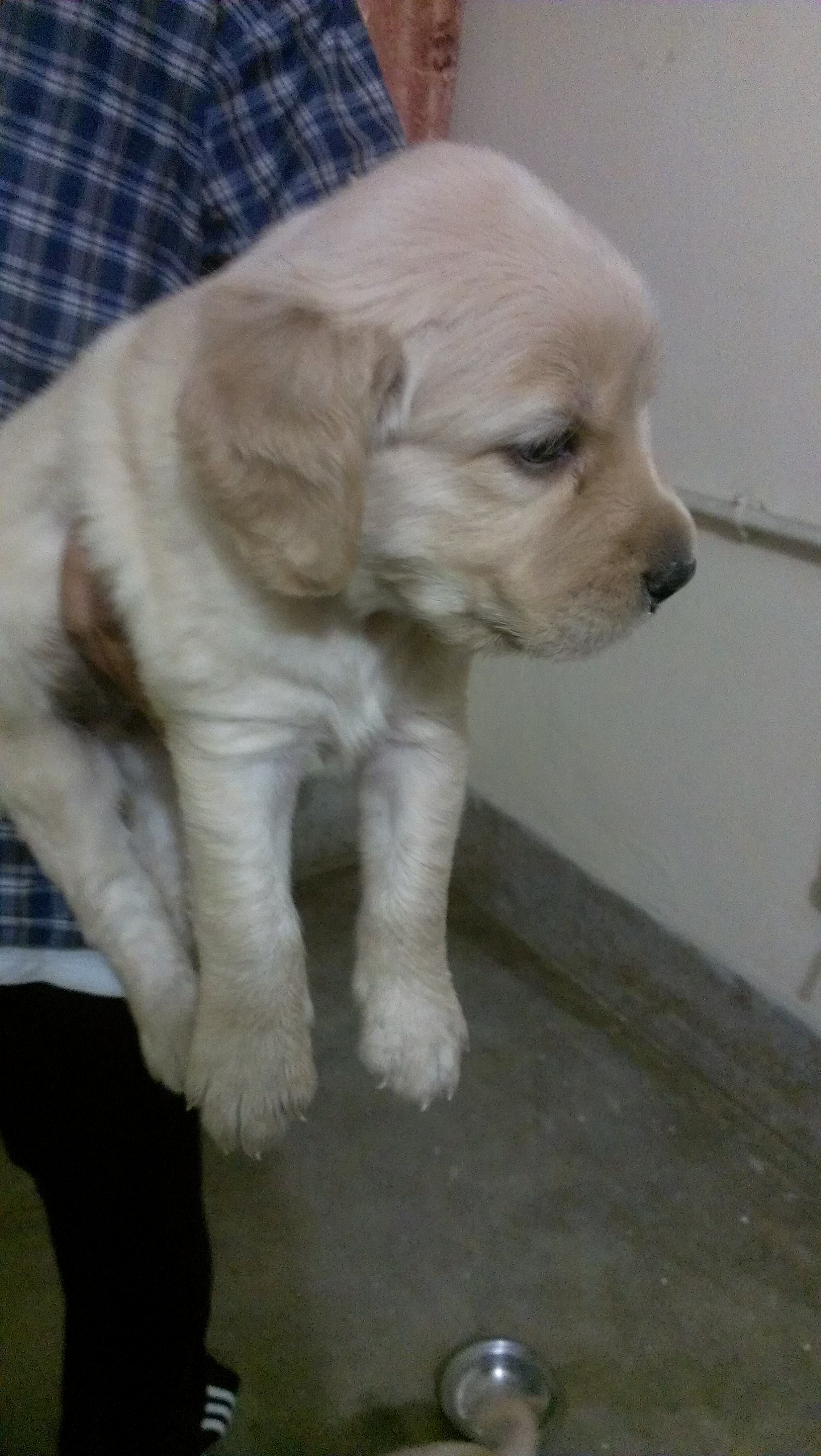Pets Pakistan Labrador FOr sale