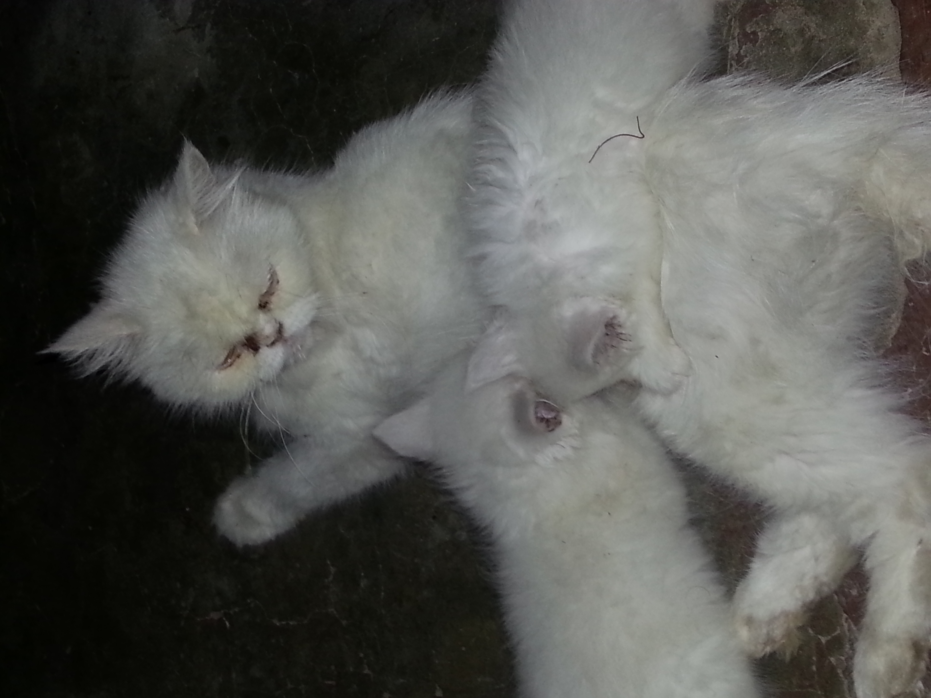 Pets Pakistan Persion cat in lahore