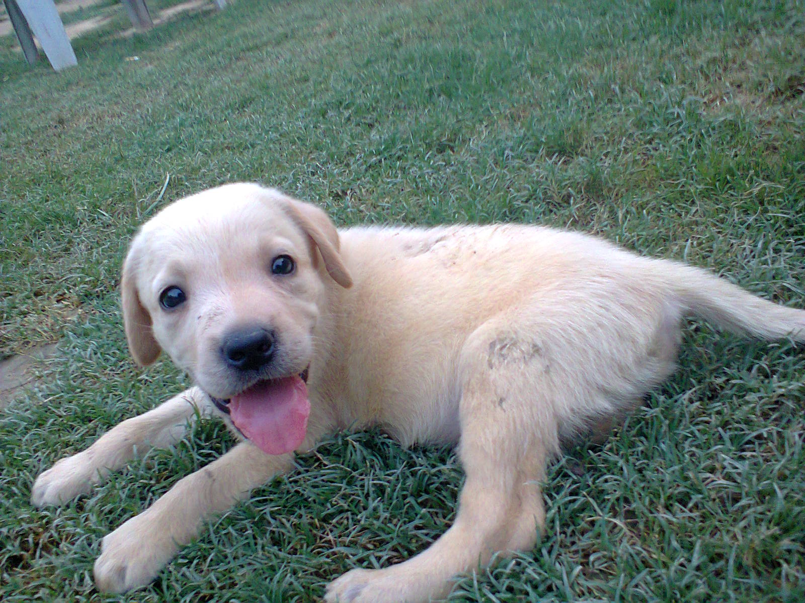 Pets Pakistan Labrador pups for sale