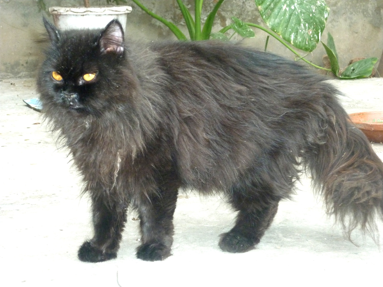 Pets Pakistan pure persian cat punched face triple coated urgent sale