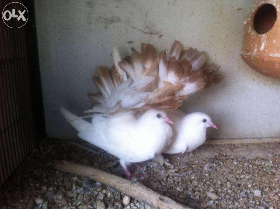 Pets Pakistan Red Tail Laka Ful White Laka For Sale