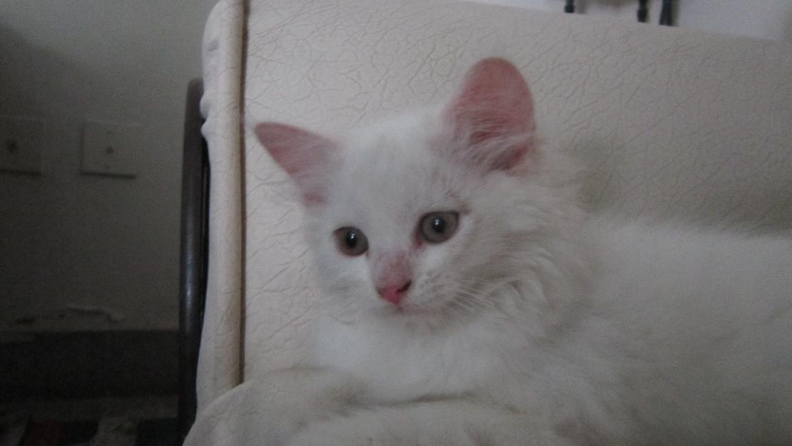 Pets Pakistan Beautiful Semipunched Persian Cats Pair for urgent sale