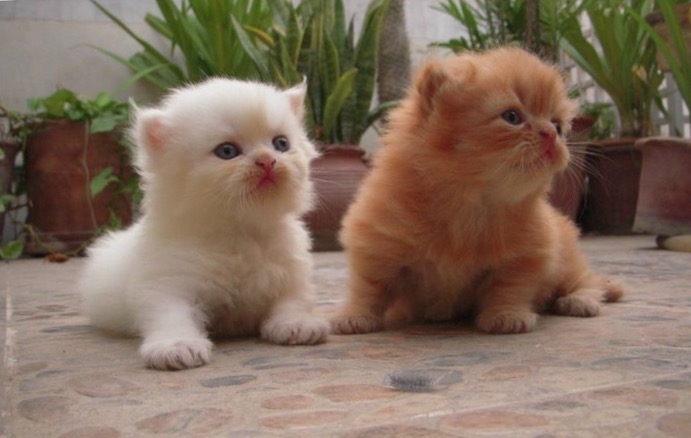 triple coated persian kitten
