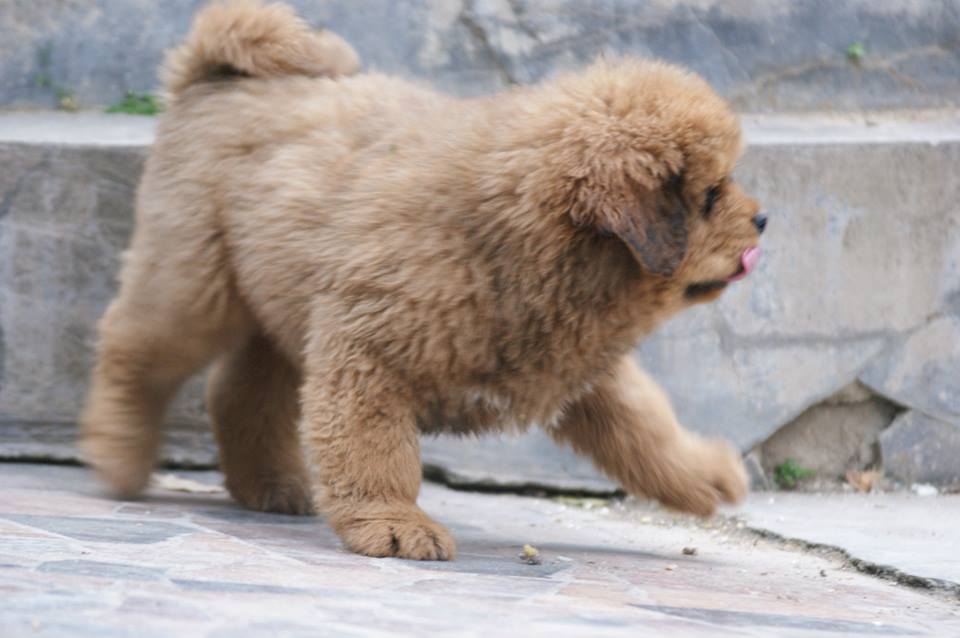 Pets Pakistan - Tibetan Mastiff puppies for adoption