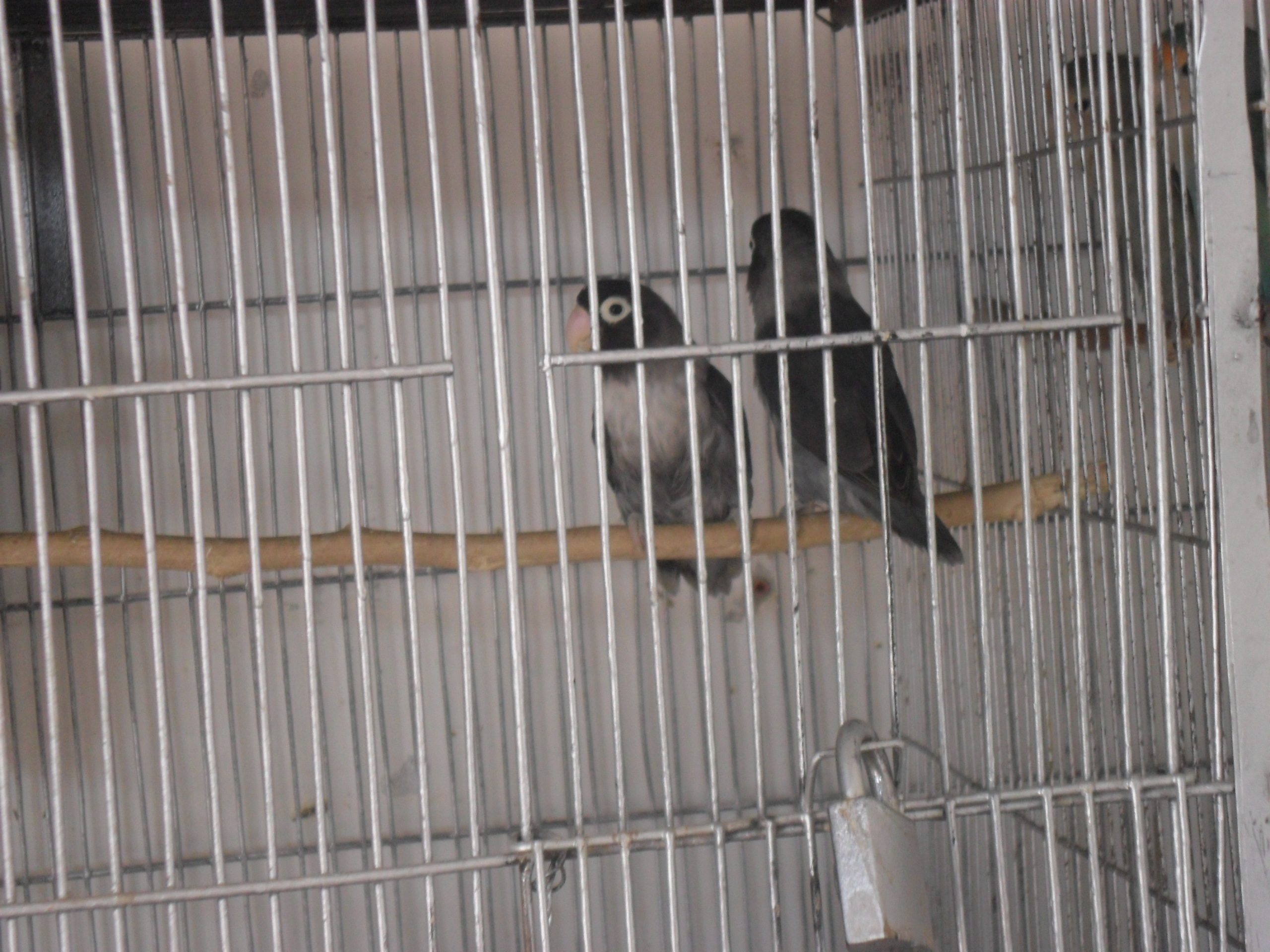 Pets Pakistan mauve love birds for sale