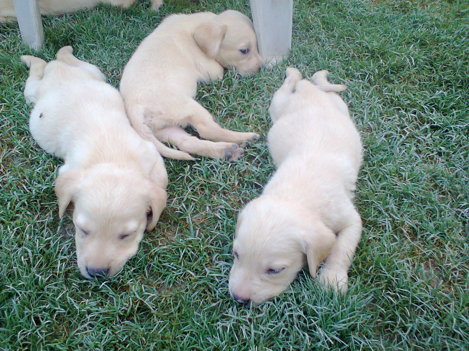 Pets Pakistan Labrador pups for sale