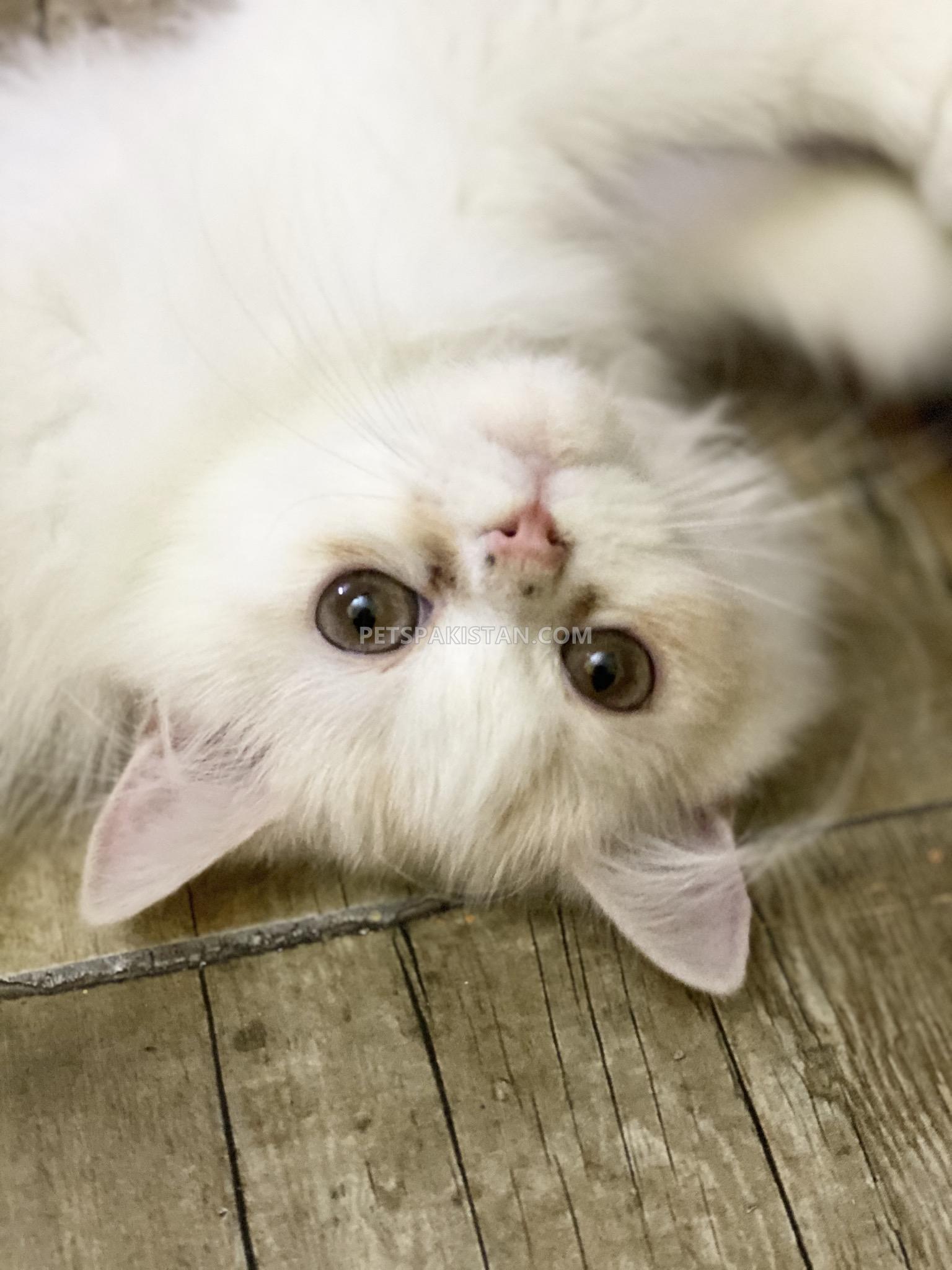 Pets Pakistan Playful And active persian triple coat male kitten