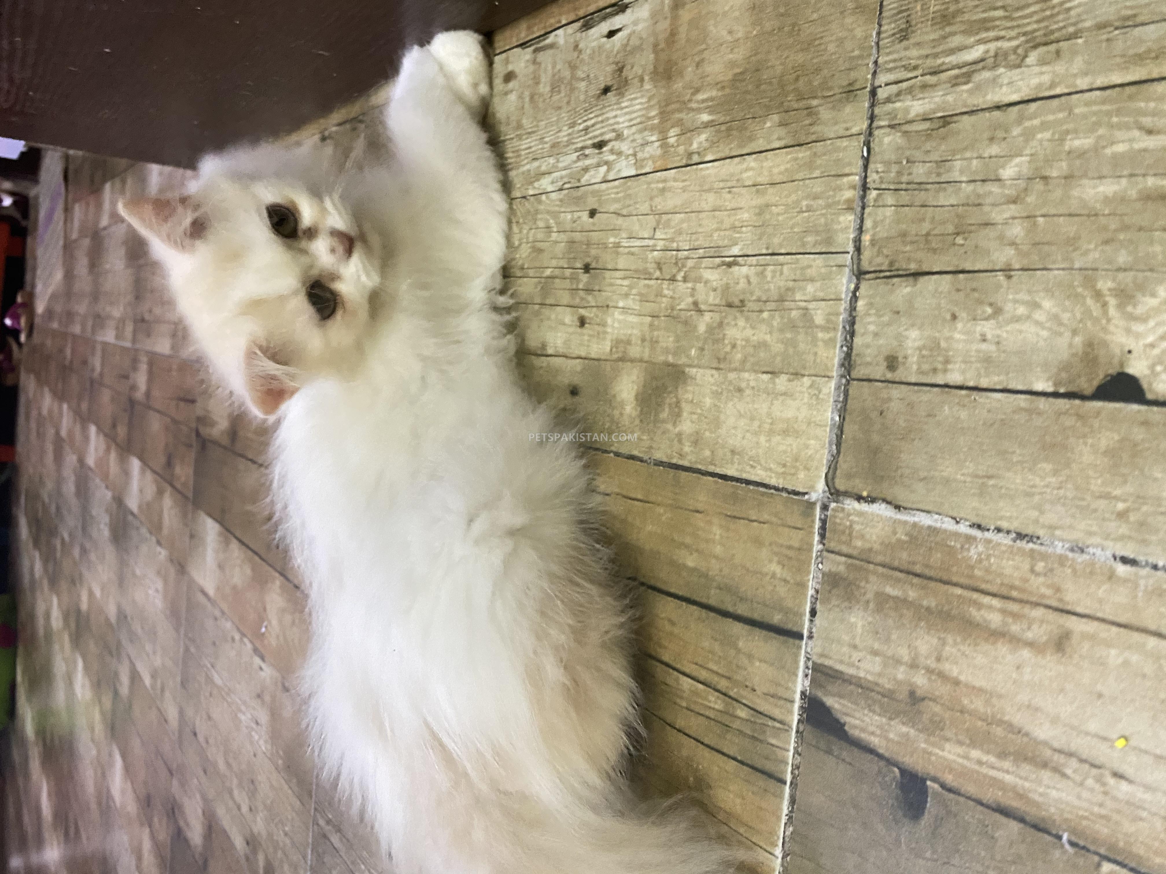 Pets Pakistan Playful And active persian triple coat male kitten