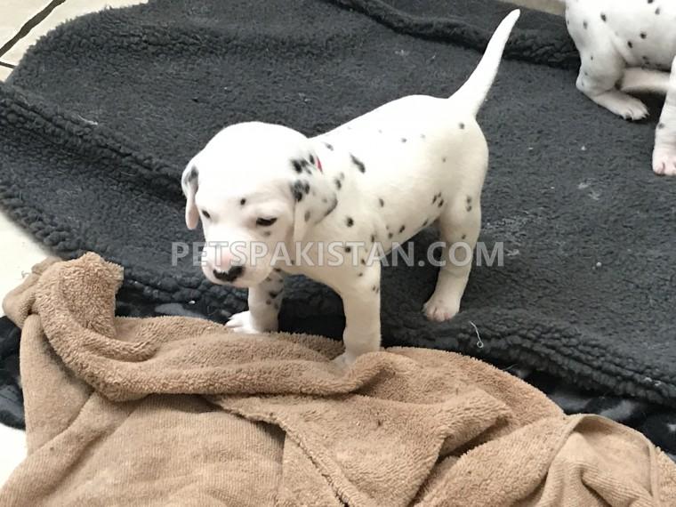 Pets Pakistan Quality Kc Registered Dalmatians