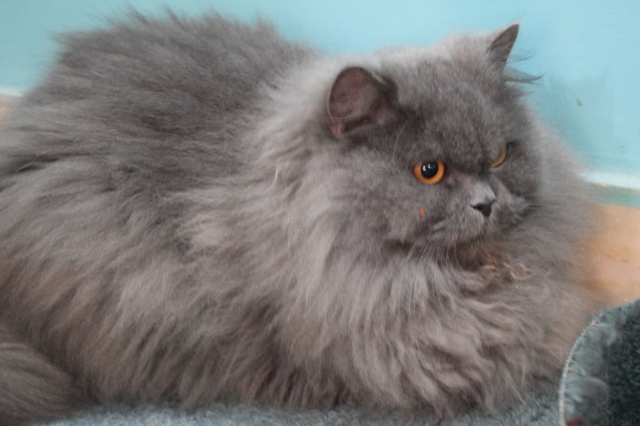 Gray Tabby Persian