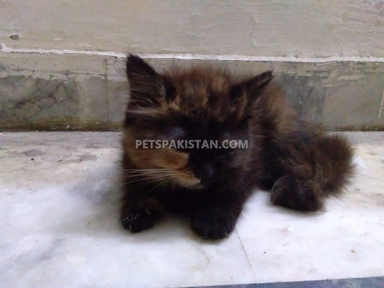 Pets Pakistan Persion cat forsale