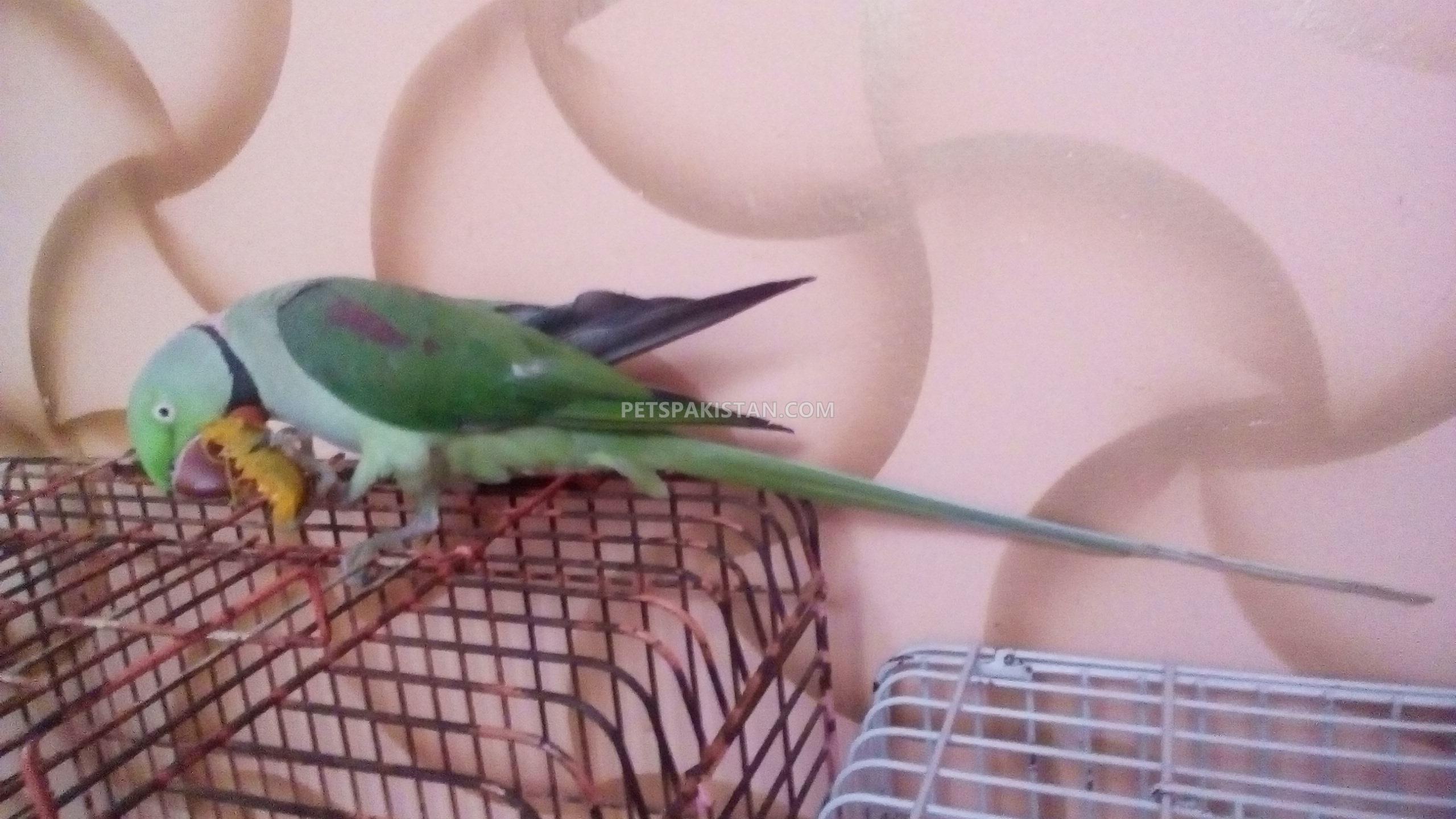 Pets Pakistan Raw Alexander Parrot
