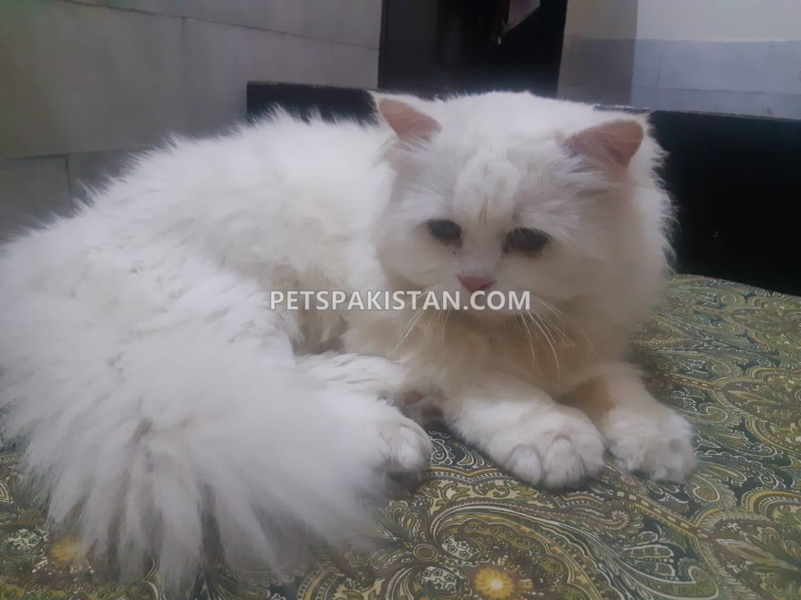 Pets Pakistan Persian Cat