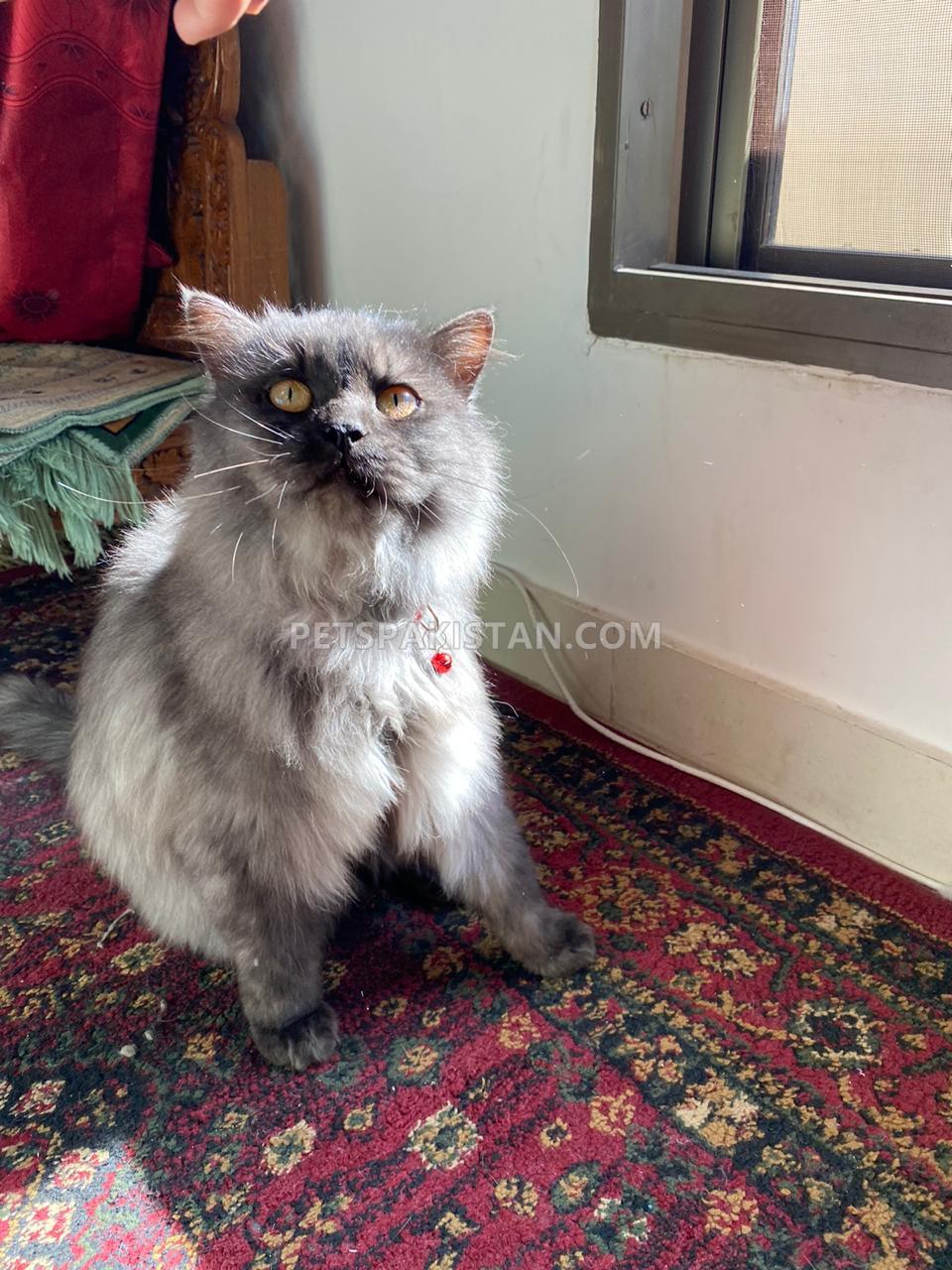 Pets Pakistan Black Steel Grey Persian Cat (Double Coat, Male)