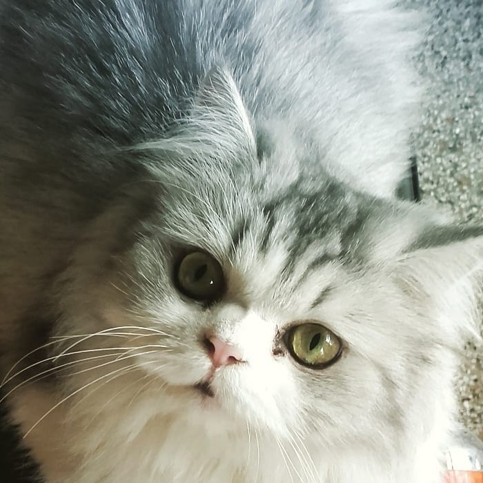 Pets Pakistan Female Persian tripple coated cat