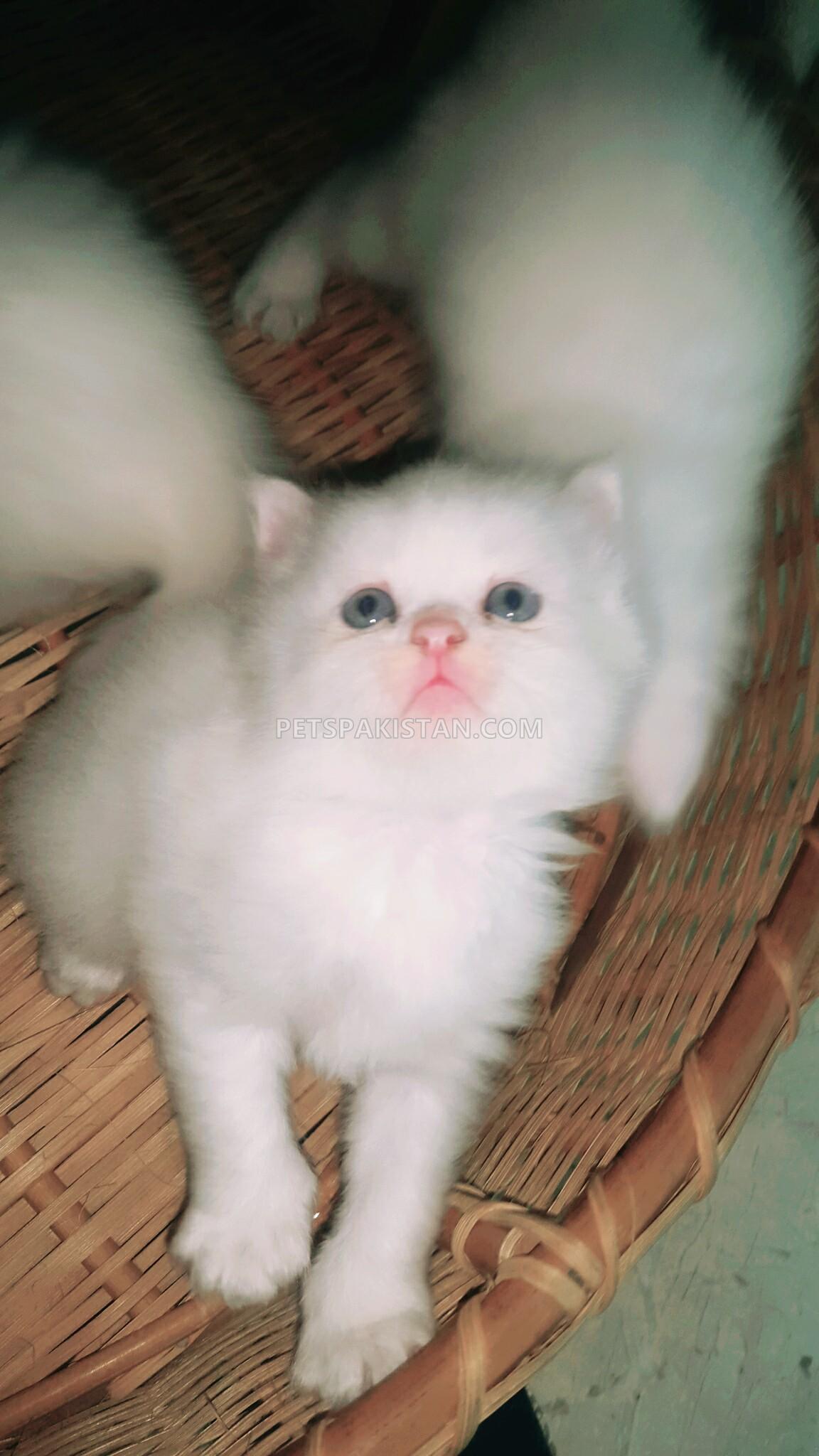 Pets Pakistan parsian kitten triple coated
