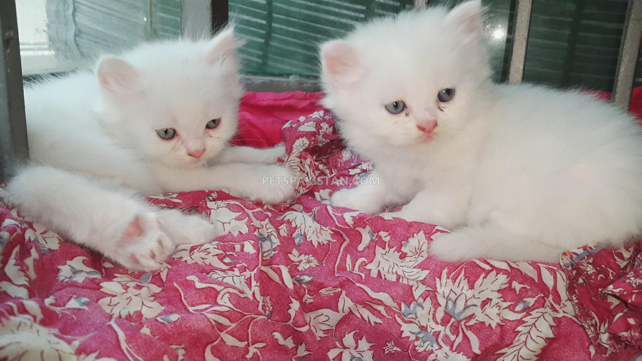 triple coated persian kitten