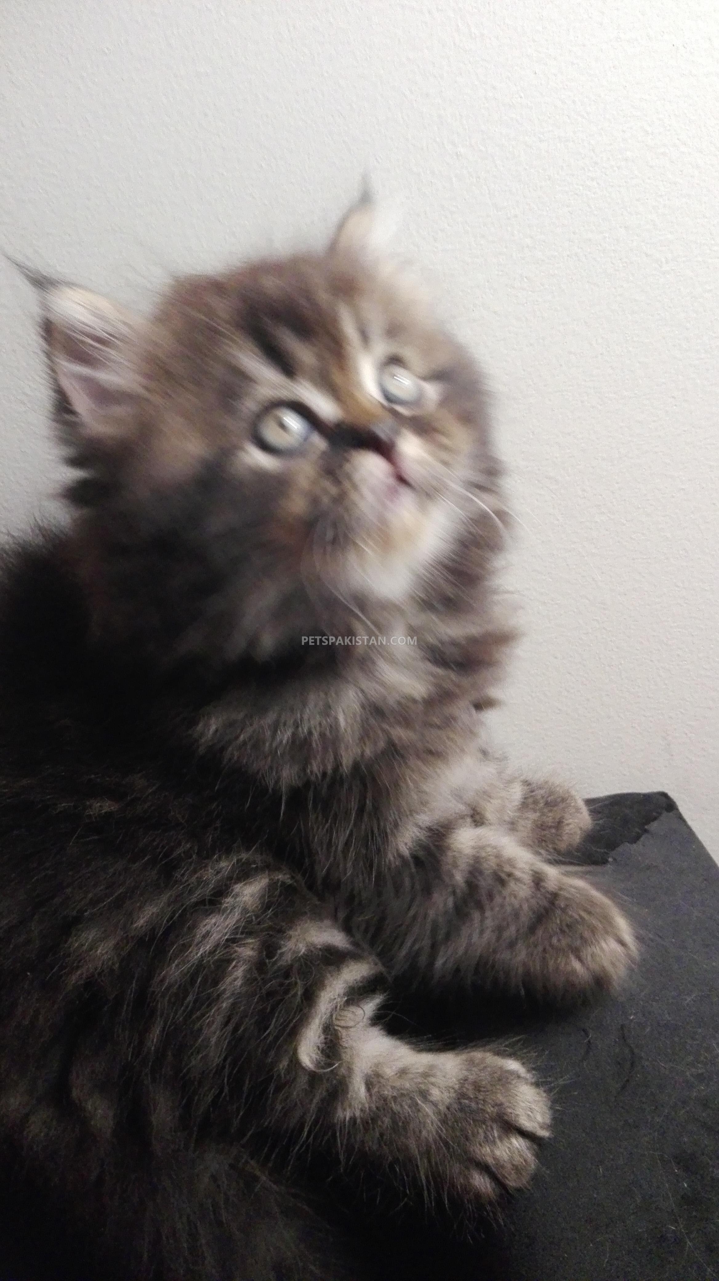 Pets Pakistan Male Persian kitten