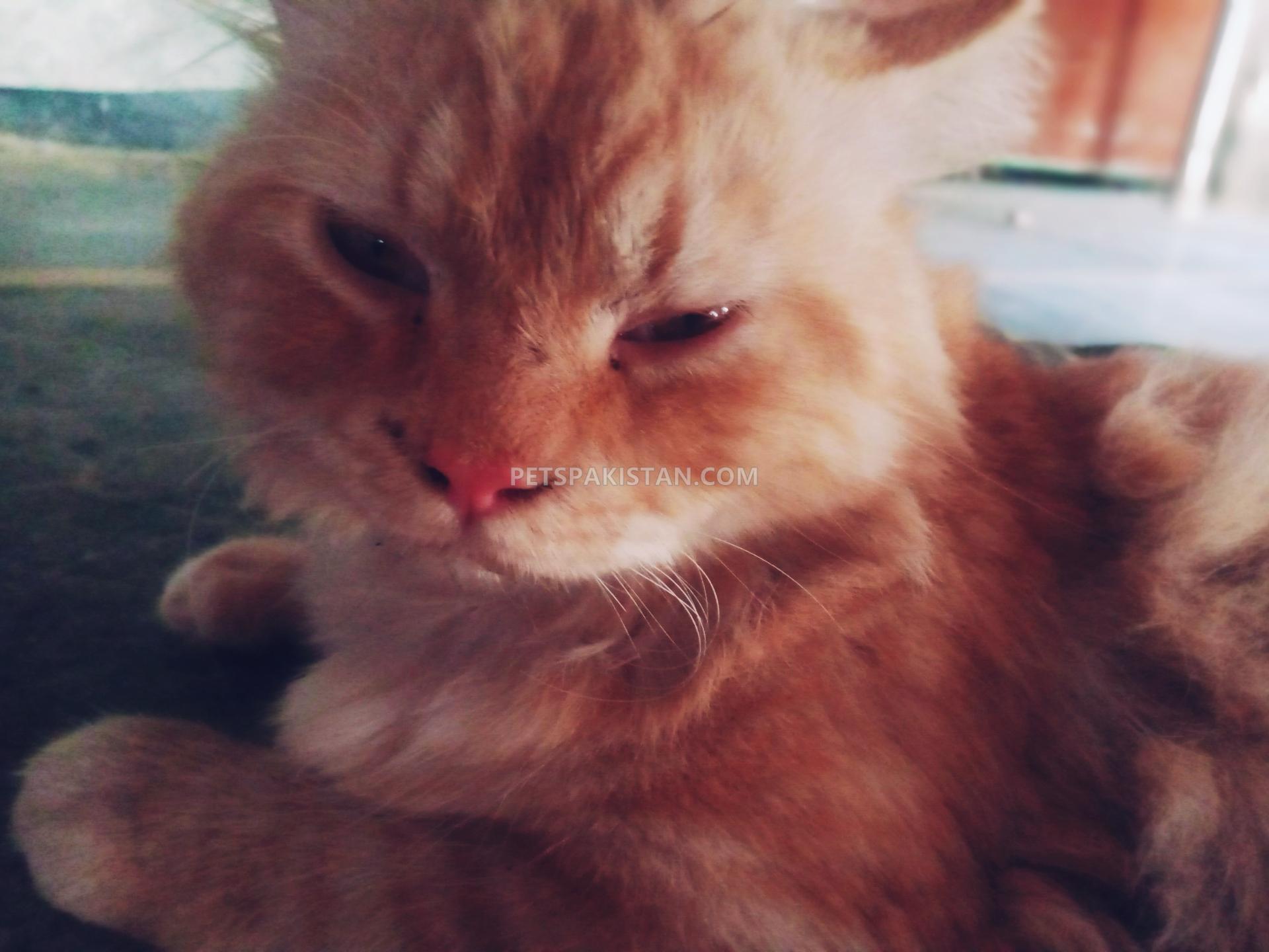 Pets Pakistan Persian Cat Double Coated Golden Eyed Beautiful Cat