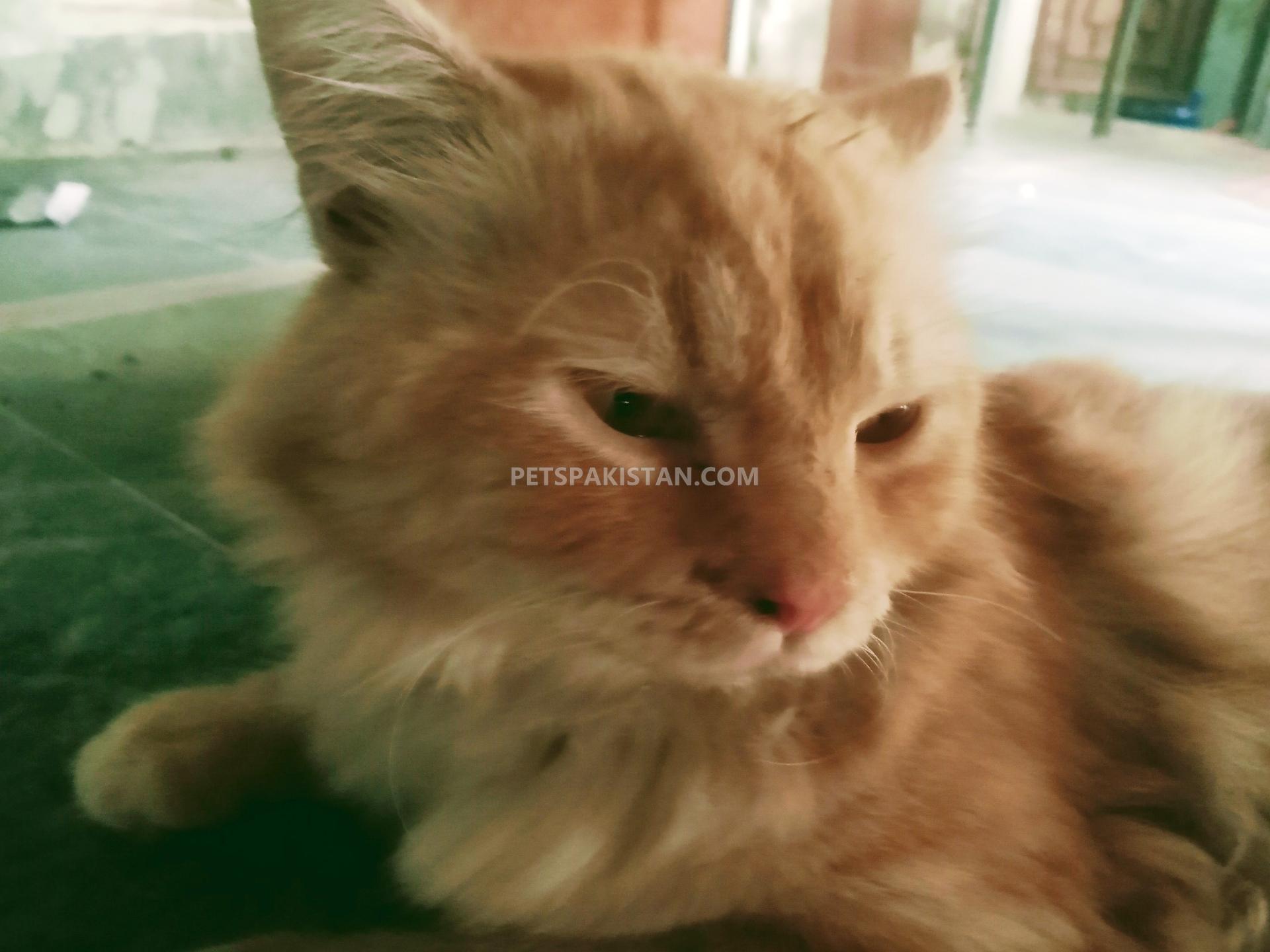 Pets Pakistan Persian Cat Double Coated Golden Eyed Beautiful Cat