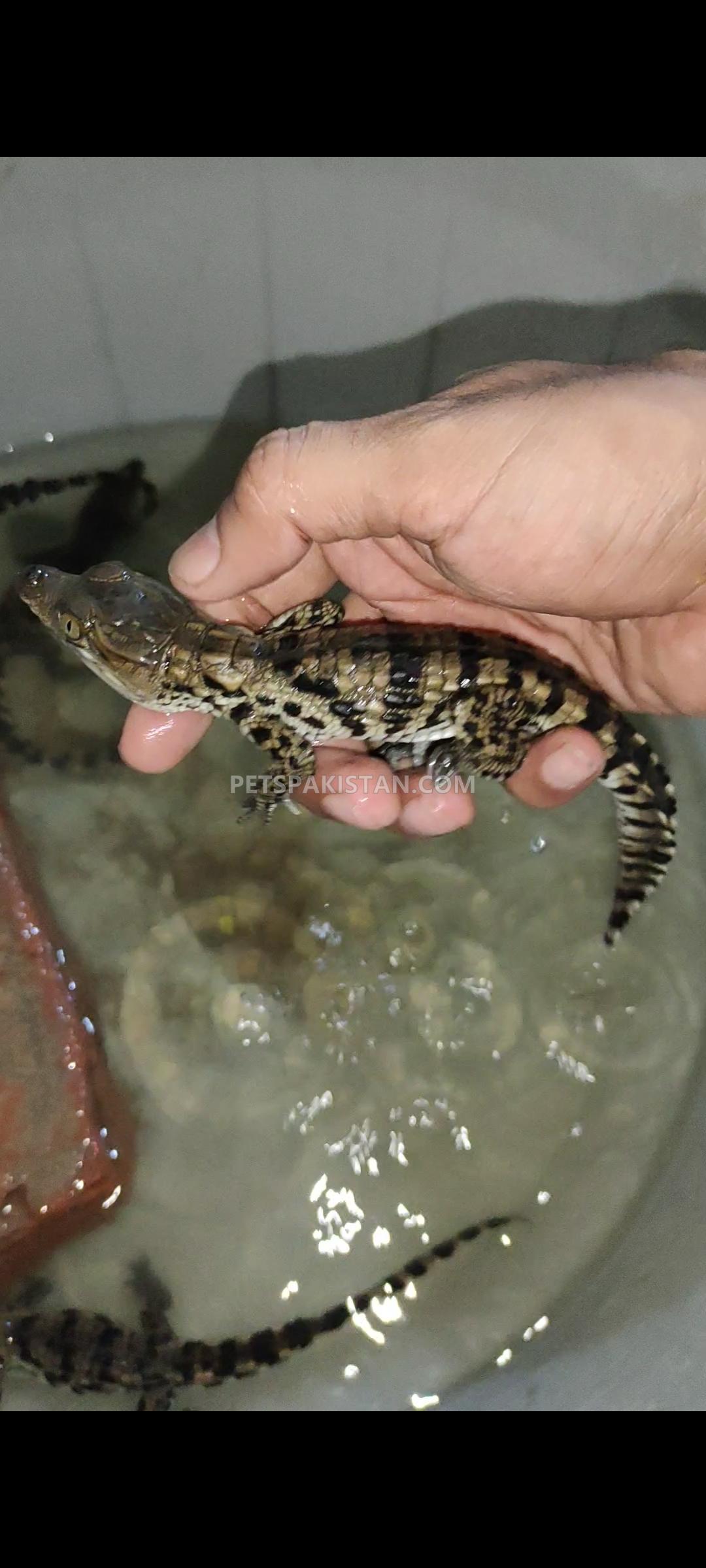 Pets Pakistan Crocodile babies for sale