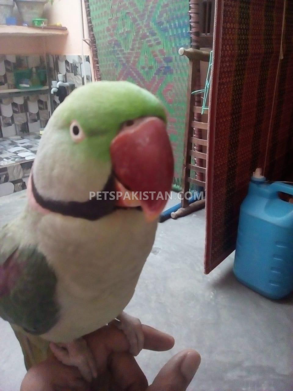 Pets Pakistan Raw Alexander Parrot