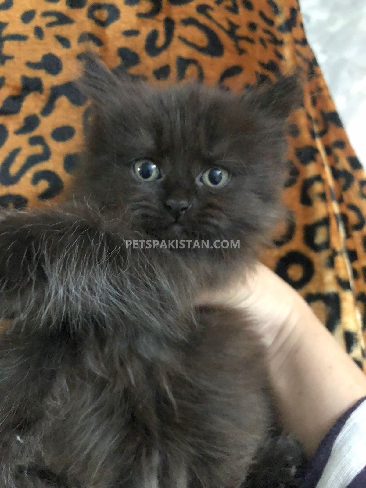 Pets Pakistan Triple Coated persians for sale