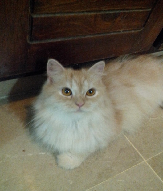 Pets Pakistan Pure Persian cats for sale