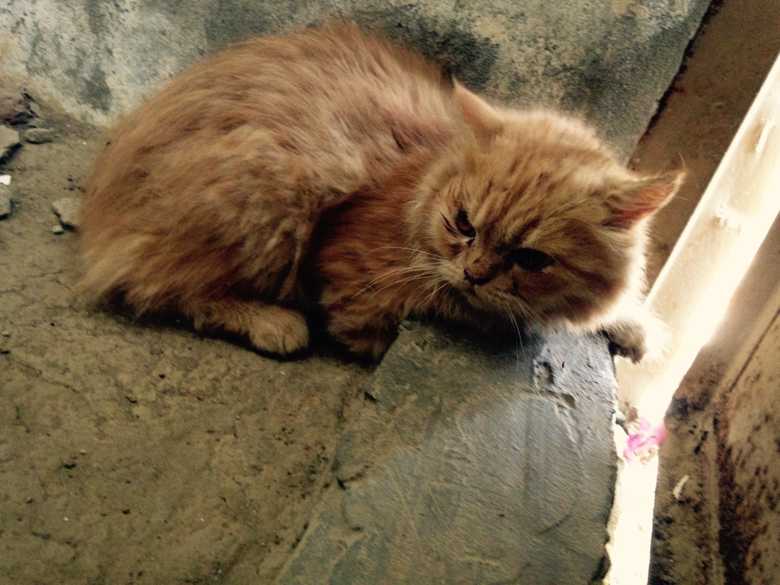 Pets Pakistan Six triple coat Persian dollfaced kittens for sale