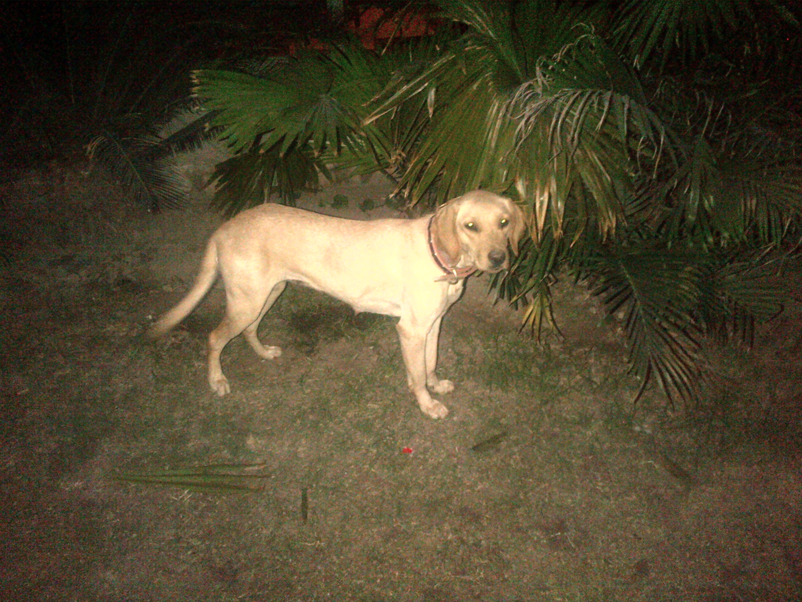 Pets Pakistan 15 months old Labrador pair for sale plus one female
