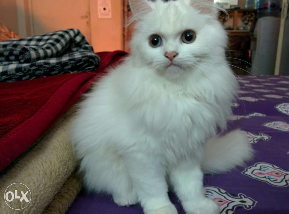 Pets Pakistan Pure persian kitten looking for new home