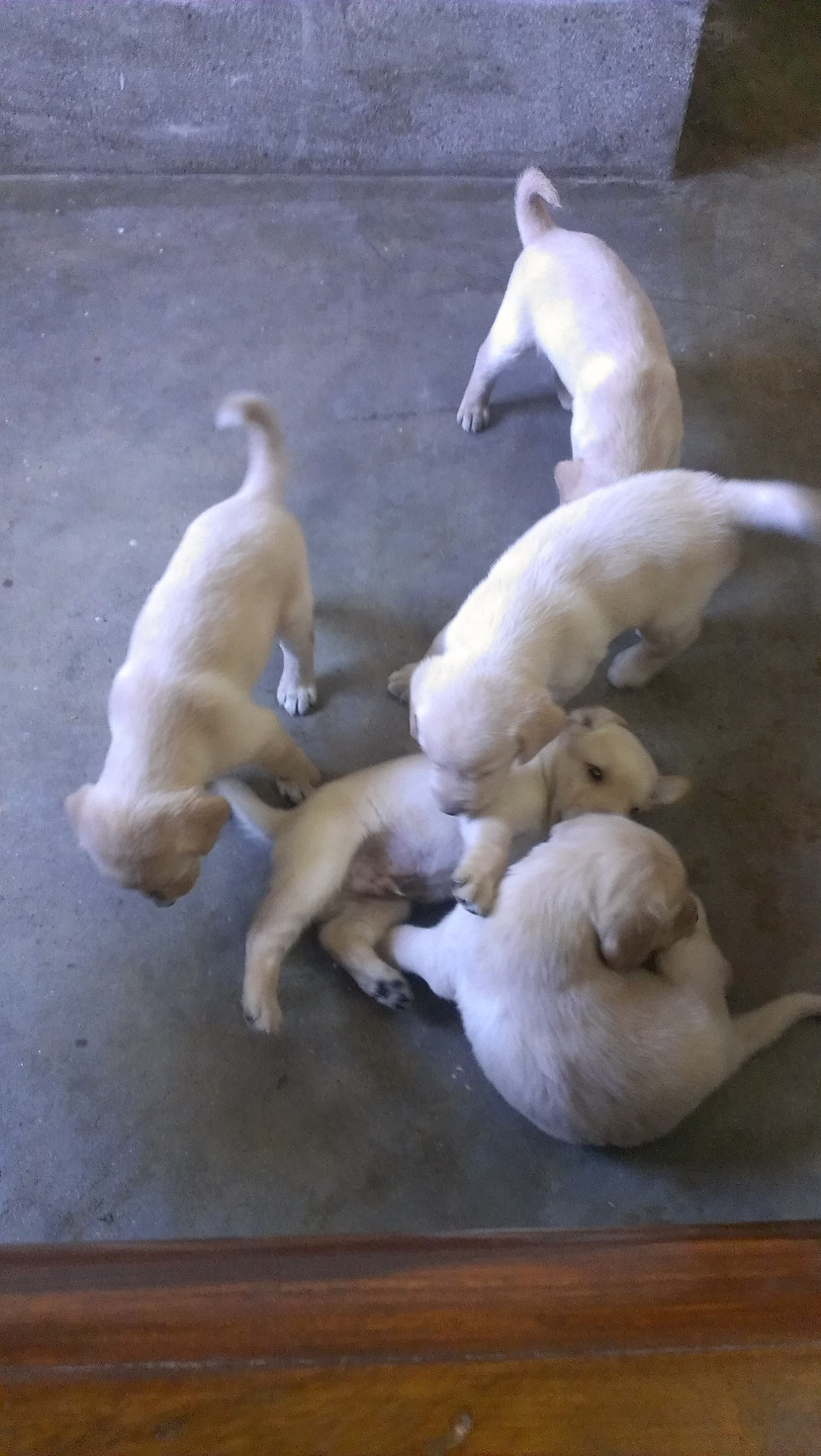 Pets Pakistan Labrador FOr sale