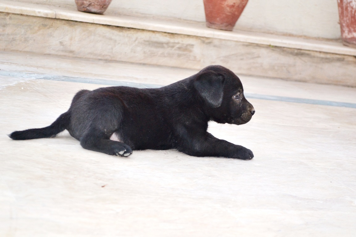 Pets Pakistan Black Labrador Retriever puppy 'MALE'