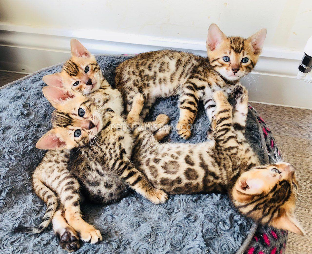 Pets Pakistan - Bengal Kittens for Sale. Best Price!