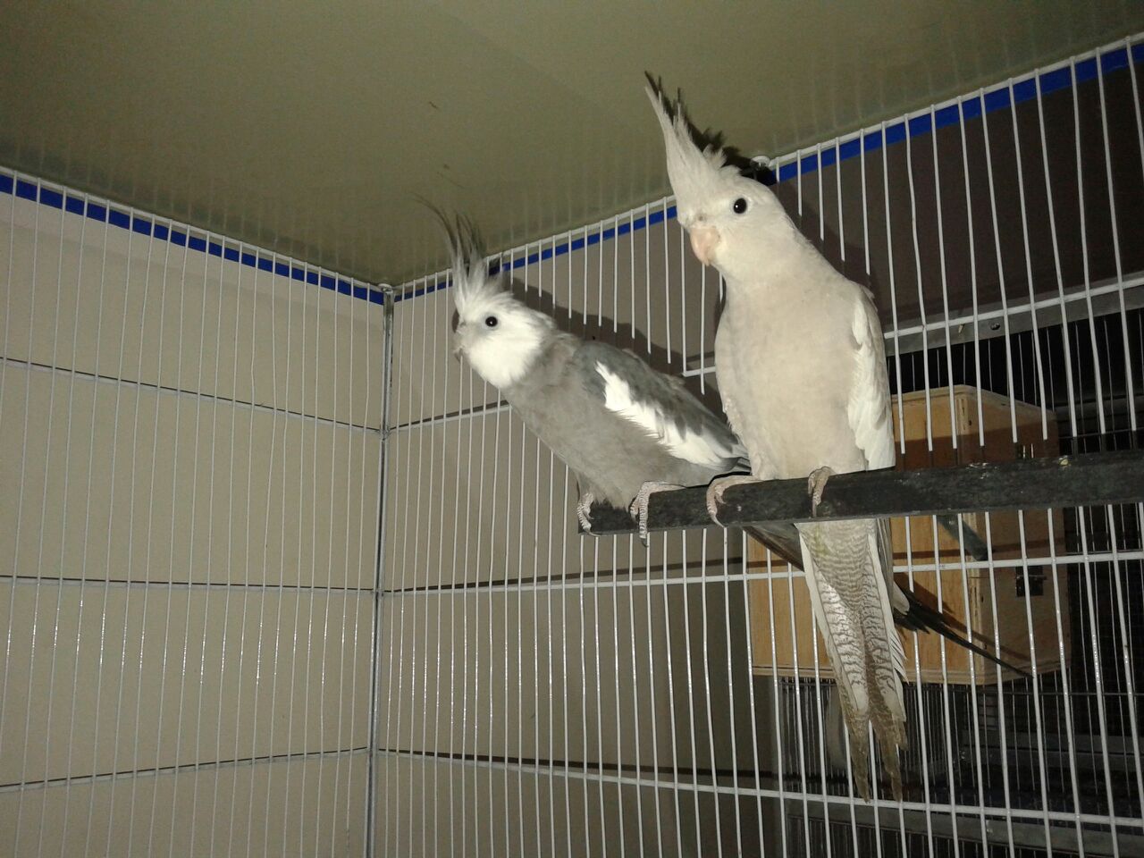 Pets Pakistan Charcoal Cockatiel Pair available for sale